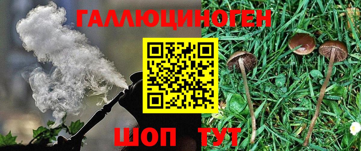 где продают   Галлюциногенные грибы GOLDEN TEACHER  Светлоград  Вход с VPN  Галлюциногенные грибы GOLDEN TEACHER 